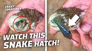 Watch This Baby Snake Hatch In Man's Hand