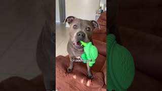 Staffy owners… what’s the ONE thing your dog does that is painfully Staffy? 😂👇 #doglife #dogowner