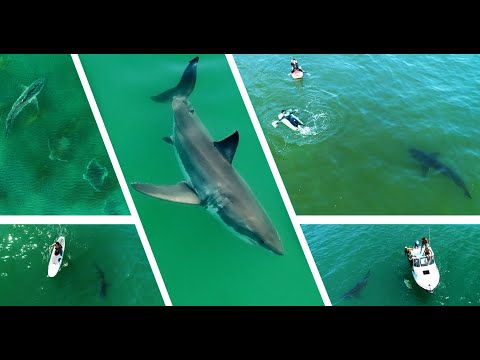 Best Great White Shark Drone Footage (Narrated) 2021