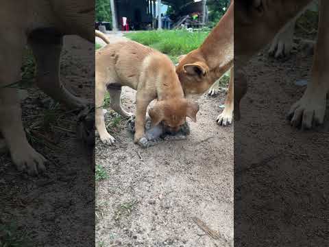 Puppy and dog attack kittens 🐶🐱 #shorts #cat #dog #animals #cuteanimal #catlover #doglover