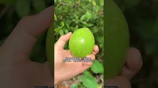 小心!南方沿海常見的這種