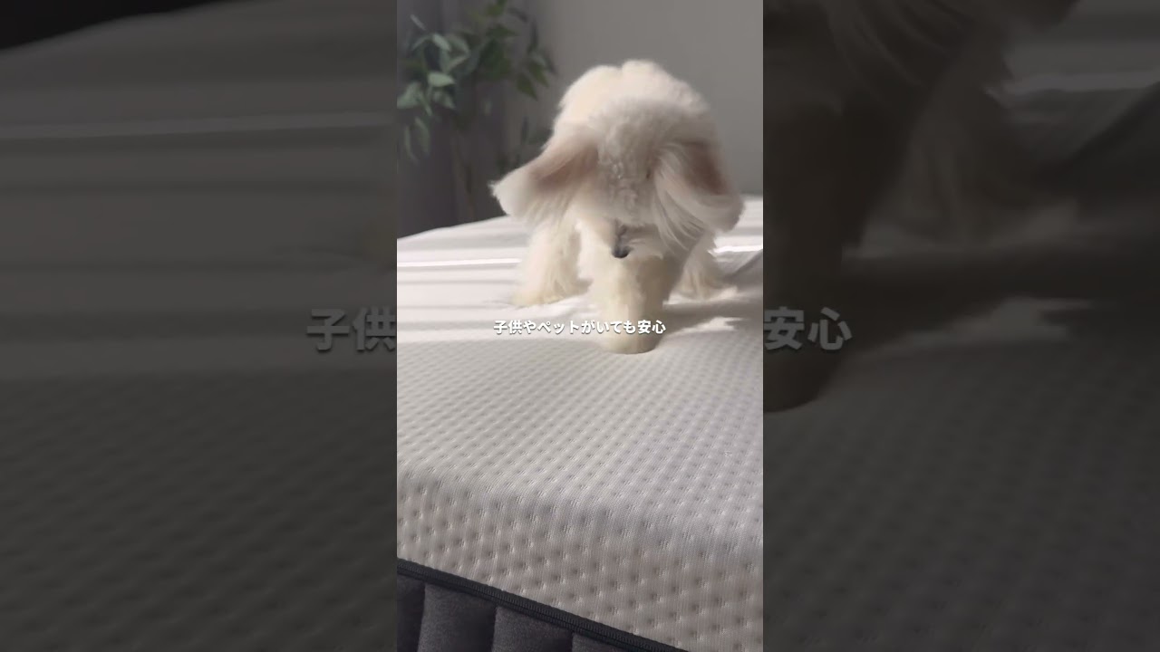 600万人が使うマットレス