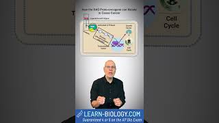How the RAS Proto-oncogene can Mutate to Cause Cancer #apbiology #cell