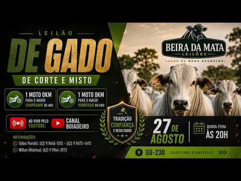 Beira da Mata Leilões - Uruana GO - Leilão de Gado de Corte em Goiás @canal.boiadeiro #live #gado