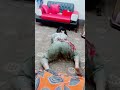 Neha Malik Khan Pakistan Top No 1 Mujra Hot Sexy X