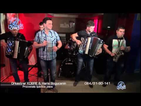 Orkestar KOBRE 2015 - Haris Bogućanin - Procvetala ljubičica plava