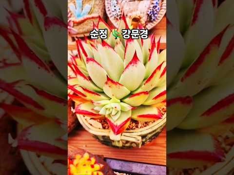 #순정#강문경#신작뮤비