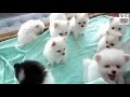 Cutes dogs | Cutest dog in the world | Cute dogs clips 2016