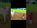 Cute Status Appu Baby Zeekannada Kannada Appufans Dance Kids
