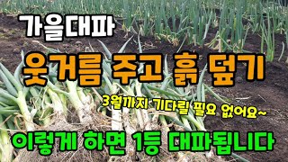 가을에 심은 대파 웃거름 주고 흙 덮기 한번에 하는 방법 대파북주기 대파칼슘비료 대파 추비시기 대파농사