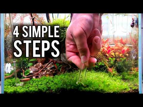 ALGAE FREE AQUARIUM in Just 5 Days