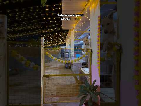 Tabassum ki pehli diwali 🪔 💕🪔✨ #dogshelter