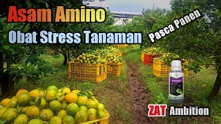 Download lagu Obat Stress Tanaman Pasca Panen ( Asam Amino ) mp3