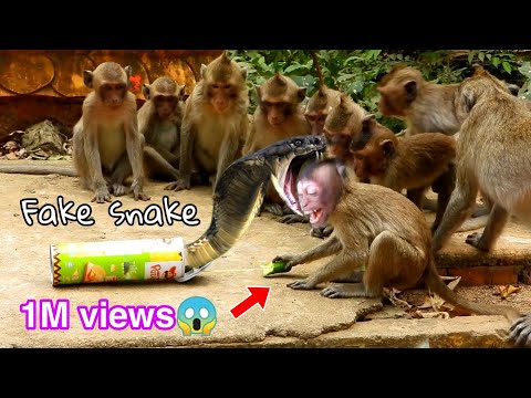 Real Monkeys fake Snake Prank🐍vs🙉Very Funny Clip Prank Monkey Babie