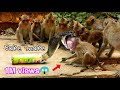 Real Monkeys Fake Snake Prank Vs Very Funny Clip Prank Monkey Babie