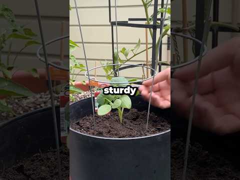 Can You Use Tomato Cages for Cucumbers? #shorts