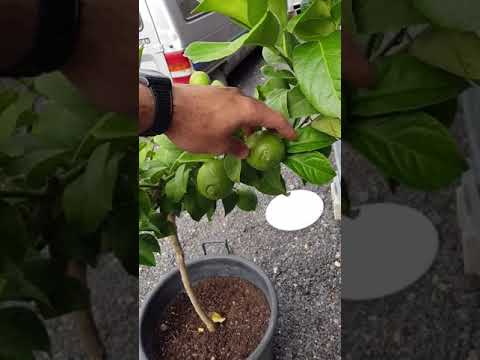 🍋 Don't wait years! Do this and you'll have potted lemons (lemon tree care) #shorts