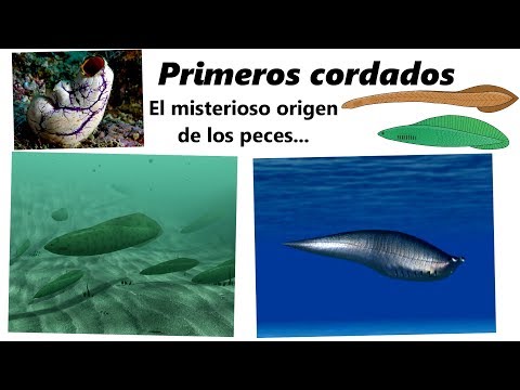 Los primeros cordados. ¡Descubre el origen de los peces!