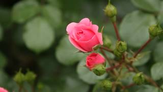 Original Music ☆Mutabilis☆　2012Nakanoshima Rose Garden
