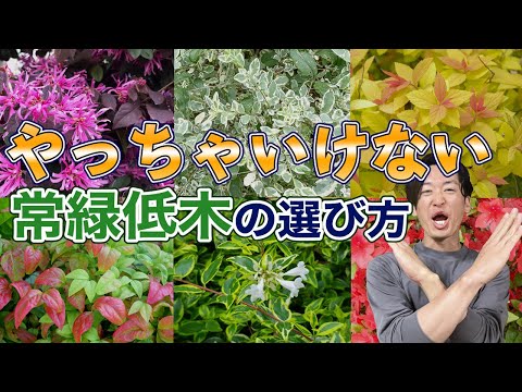 鶏小屋に植える低木はどれですか?またその理由は何ですか?囲いに適した5つの理由と7つの理想的な種を紹介します。  庭園