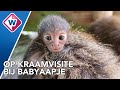 Beschuit met muisjes in Avifauna: bijzonder aapje geboren - OMROEP WEST