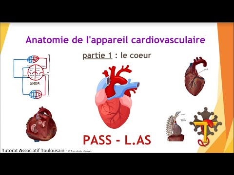 Anatomie de l'appareil cardiovasculaire - partie 1 : Le Cœur - Tutorat Associatif Toulousain