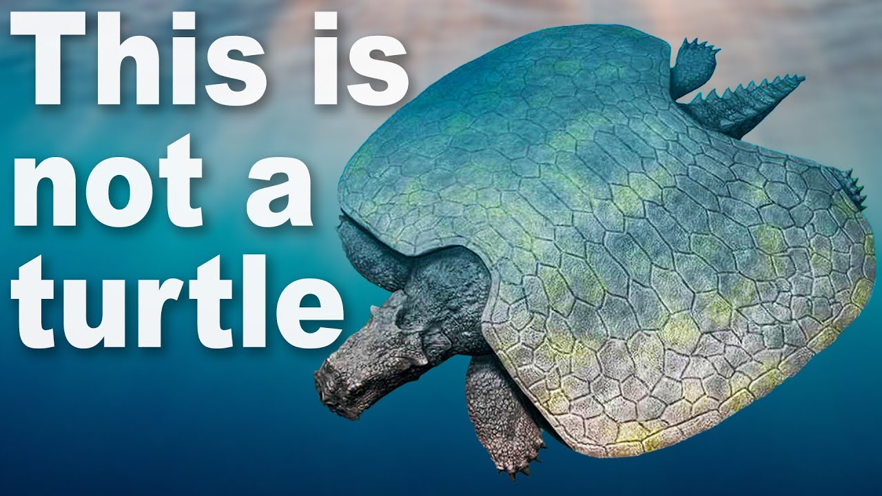 Every Time Things Have Evolved Into Turtles