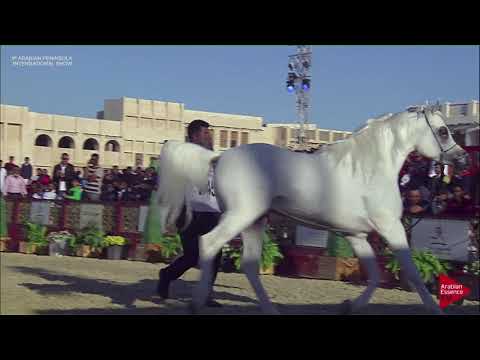 N.145 SULTANA AL RAYYAN - 2019 Qatar Int. Peninsula show - Stallions 4 to 10 years old (Class 10)