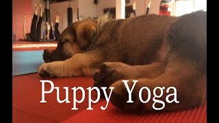 Puppy Yoga by AprilsAnimals