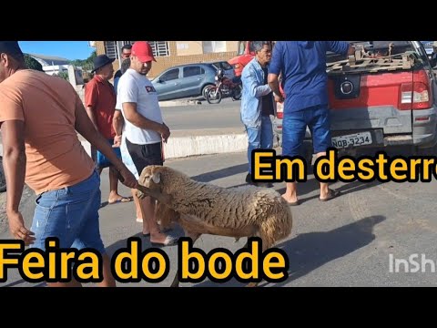 Feira do bode e do gado em desterro PB 👍🤝🤣