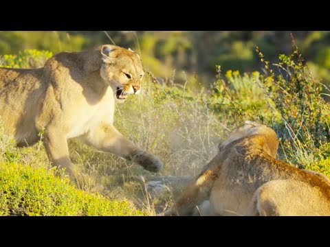 Puma Mothers in Savage Battle | Dynasties II | BBC Earth