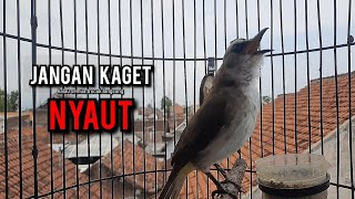 Download lagu trucukan gacor TARUNG ROPEL PANJANG pancingan trucukan agar bunyi jadikan burung trucuk gacor NYAUT mp3