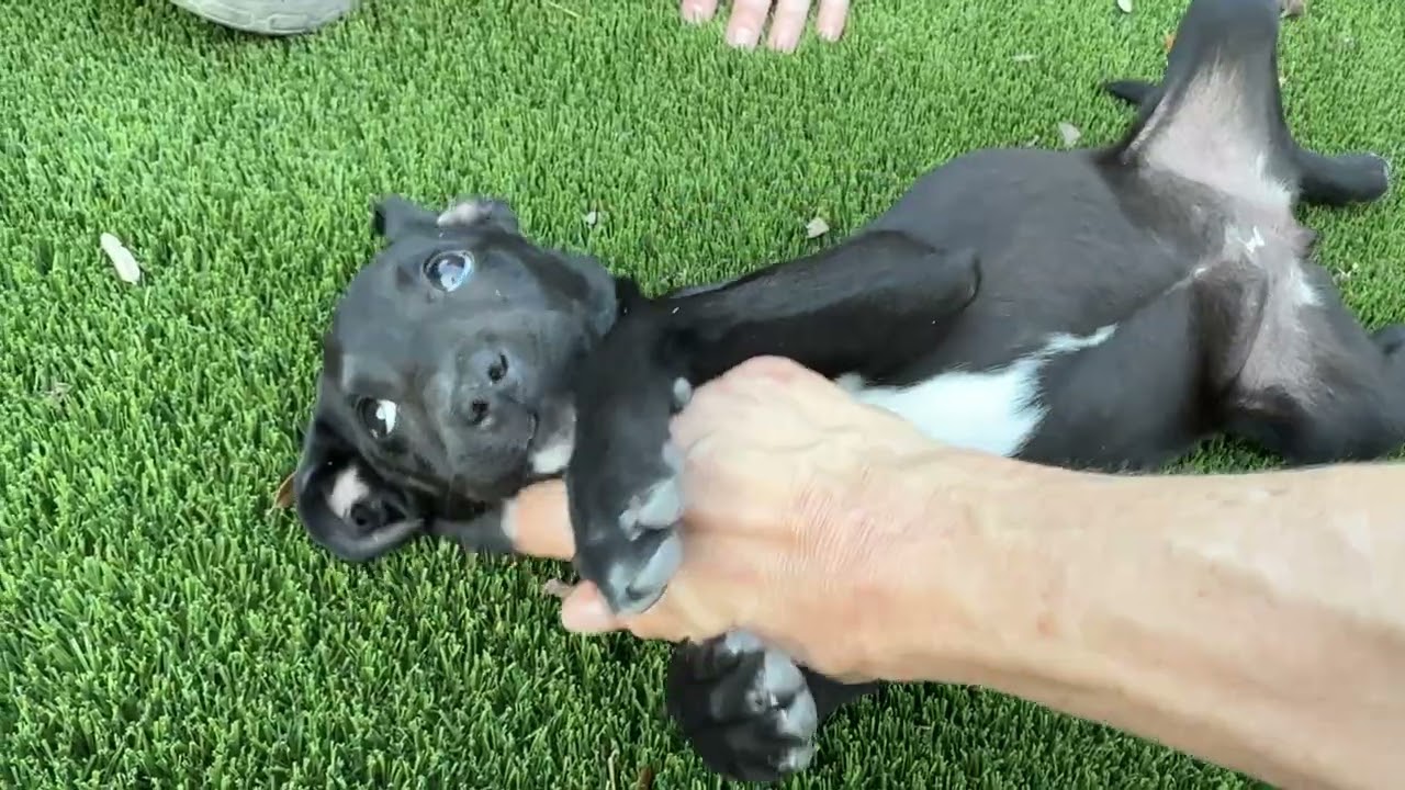 Enlarge Beautiful Barbara - catahoula puppy, an adopted Catahoula Leopard Dog in Chelsea, MI video 2/2