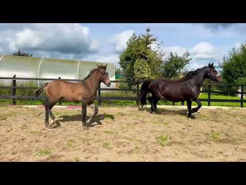 Bellamont Gold Irish draught Colt Foal - Image 2
