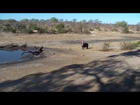 Djuma: Hippo waiting for Elephants to leave and Giraffe leaves - 15:58 - 10/12/19