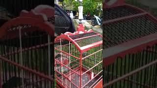 Download lagu persiapan settingan burung sirtu sebelum di gantang kan mp3