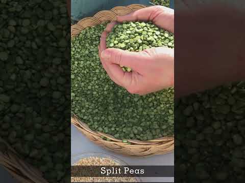 Chickens Not Laying | The Secret to Abundant Eggs