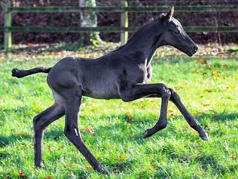 Maddox (Millennium x Fürstenball)