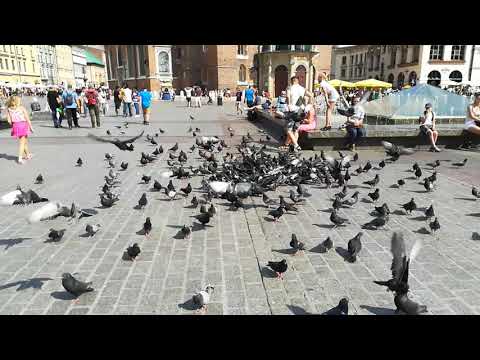 Centrul istoric al orașului Cracovia plin de porumbei. Krakow's historic center full of pigeons