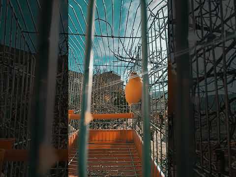 Crested canary singing after molt