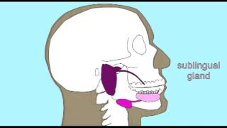 AP2: DIGESTIVE SYSTEM: SALIVARY GLANDS