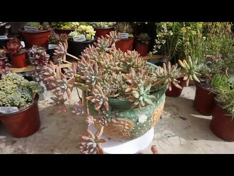 Graptosedum Francesco Baldi- my Collection.