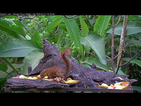 Gray-cowled Wood-rail and Red-tailed Squirrel Tag Team Panama Fruit Feeder