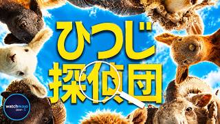 映画『ひつじ探偵団』を観るべき5つの理由