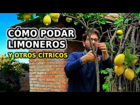 Cómo PODAR LIMONERO y otros Cítricos. Paso a Paso y Cuidados para no equivocarse
