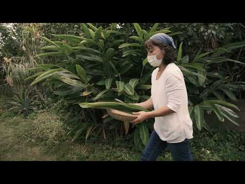 ヨロン島ウェルネス　自然温熱療法