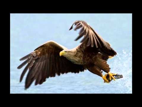 "Widzialam Orła Cień" Varius Manx