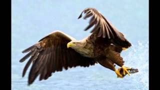 &quot;Widzialam Orła Cień&quot; Varius Manx