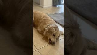 Download lagu Boone vs Cricket 👹 #dog #funnydog #dogshorts #arizonadog #dogvideos #doglife #dogsofyoutube mp3