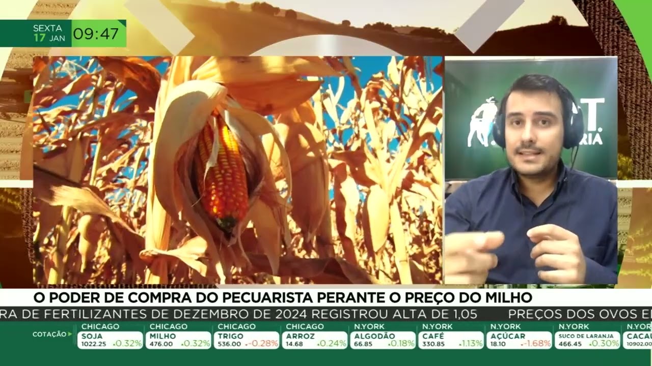 O poder de compra do pecuarista perante o preço do milho